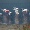 Gruppo di fenicotteri rosa che camminano nell'acqua bassa di uno stagno.