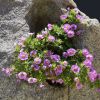 Fiori viola che crescono su una grande roccia grigia.